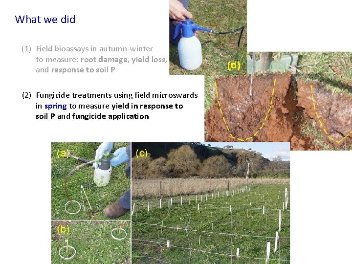 What we did (1) Field bioassays in autumn-winter to measure: root damage, yield loss,