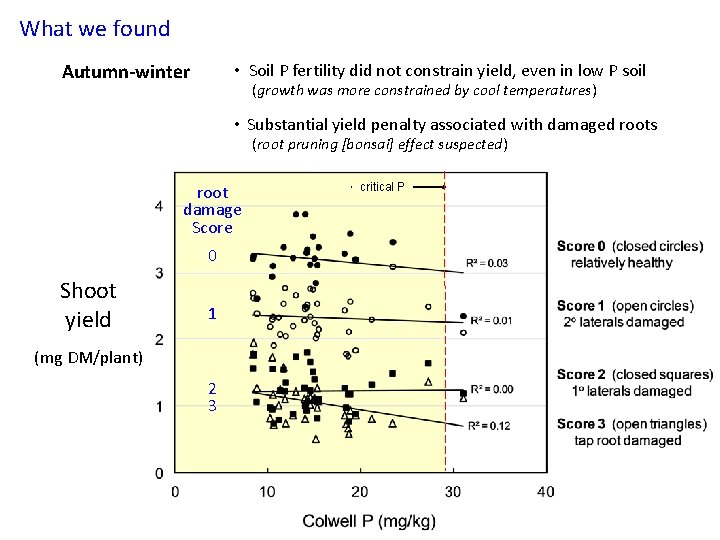 What we found Autumn-winter • Soil P fertility did not constrain yield, even in