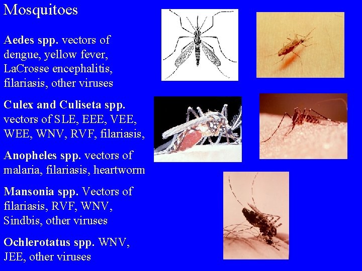 Mosquitoes Aedes spp. vectors of dengue, yellow fever, La. Crosse encephalitis, filariasis, other viruses