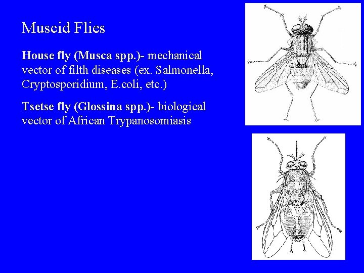 Muscid Flies House fly (Musca spp. )- mechanical vector of filth diseases (ex. Salmonella,