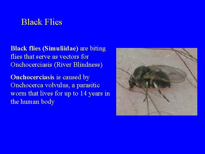 Black Flies Black flies (Simuliidae) are biting flies that serve as vectors for Onchocerciasis