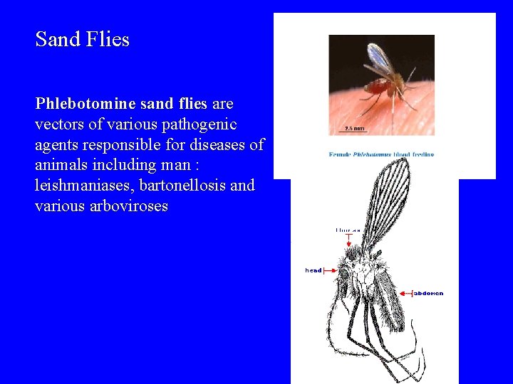 Sand Flies Phlebotomine sand flies are vectors of various pathogenic agents responsible for diseases