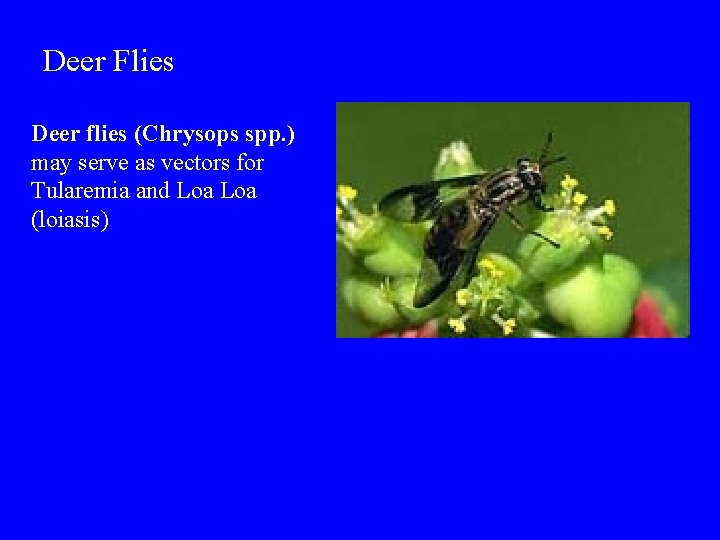 Deer Flies Deer flies (Chrysops spp. ) may serve as vectors for Tularemia and