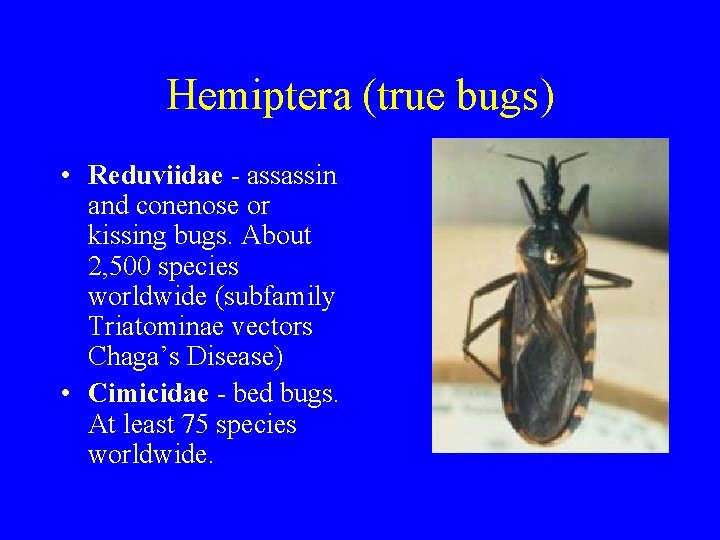 Hemiptera (true bugs) • Reduviidae - assassin and conenose or kissing bugs. About 2,