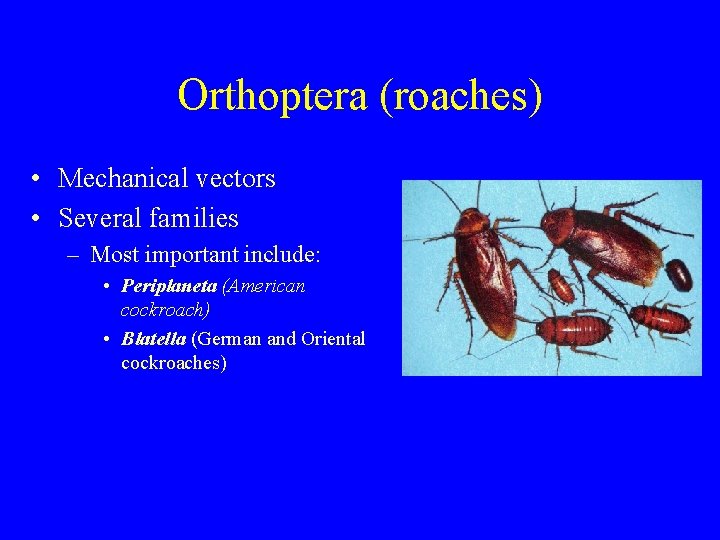 Orthoptera (roaches) • Mechanical vectors • Several families – Most important include: • Periplaneta