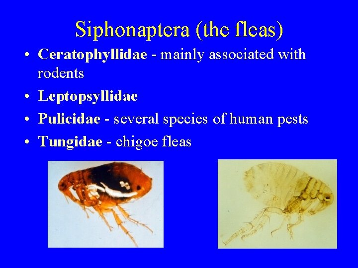 Siphonaptera (the fleas) • Ceratophyllidae - mainly associated with rodents • Leptopsyllidae • Pulicidae