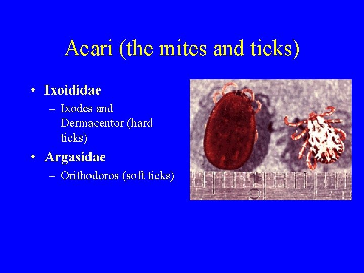 Acari (the mites and ticks) • Ixoididae – Ixodes and Dermacentor (hard ticks) •
