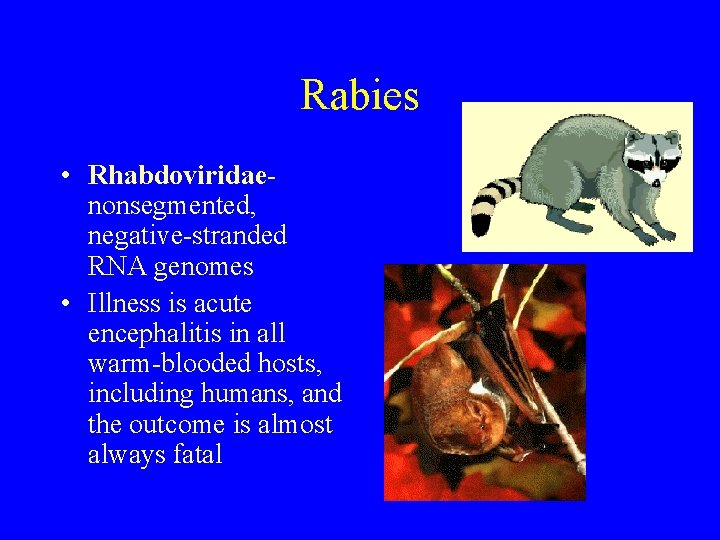 Rabies • Rhabdoviridaenonsegmented, negative-stranded RNA genomes • Illness is acute encephalitis in all warm-blooded