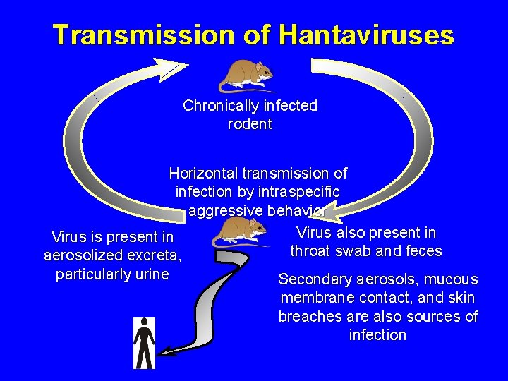 Transmission of Hantaviruses Chronically infected rodent Horizontal transmission of infection by intraspecific aggressive behavior