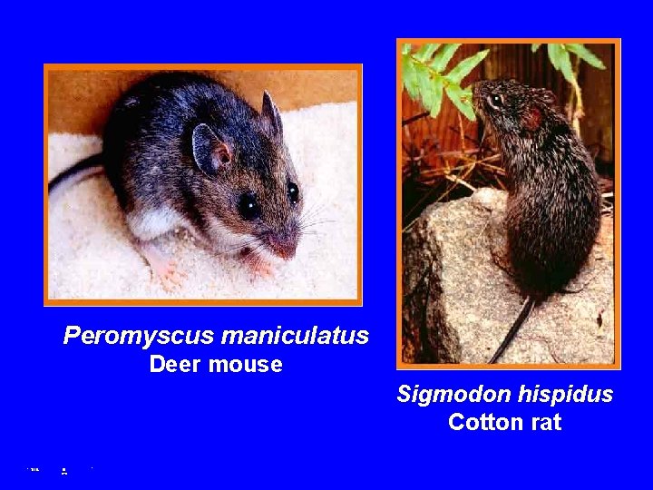 Peromyscus maniculatus Deer mouse Sigmodon hispidus Cotton rat 