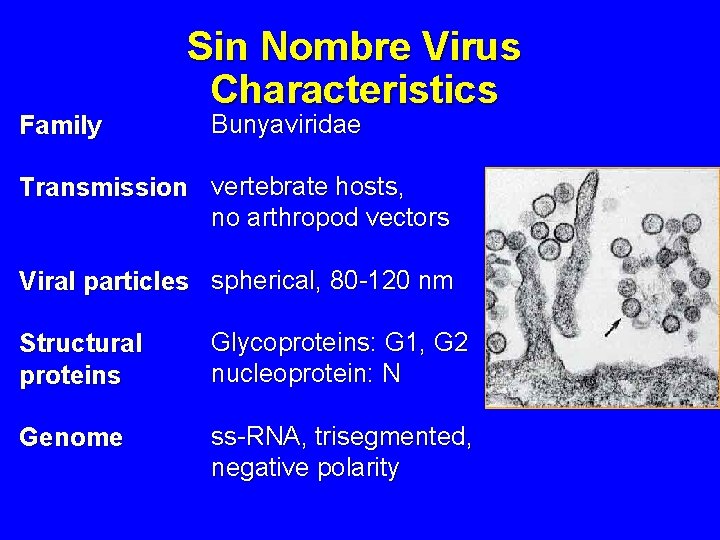 Family Sin Nombre Virus Characteristics Bunyaviridae Transmission vertebrate hosts, no arthropod vectors Viral particles