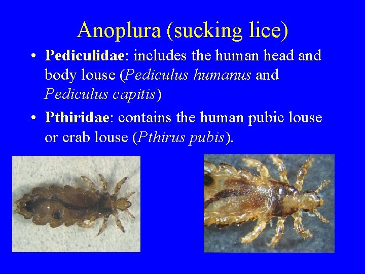 Anoplura (sucking lice) • Pediculidae: includes the human head and body louse (Pediculus humanus