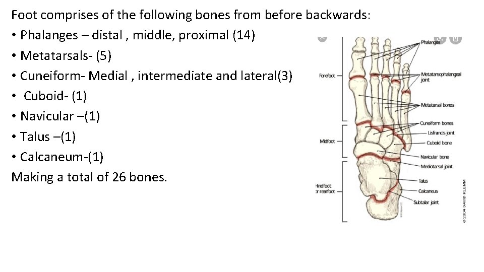 Foot comprises of the following bones from before backwards: • Phalanges – distal ,