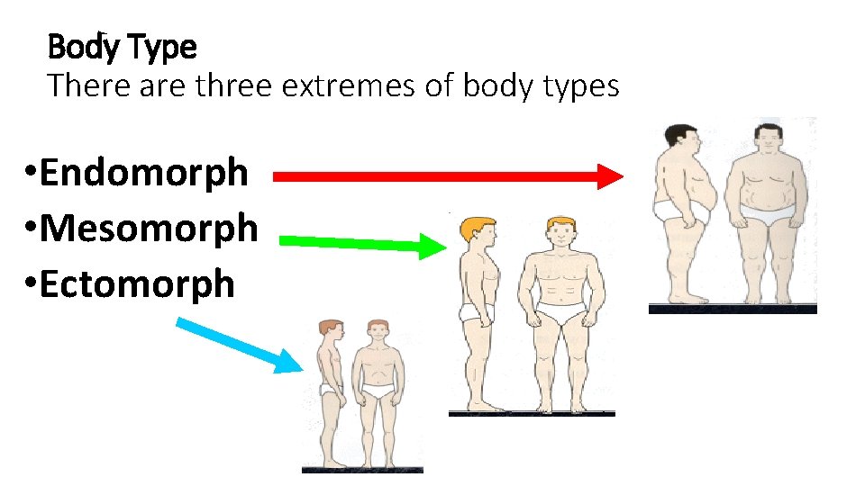Body Type There are three extremes of body types • Endomorph • Mesomorph •