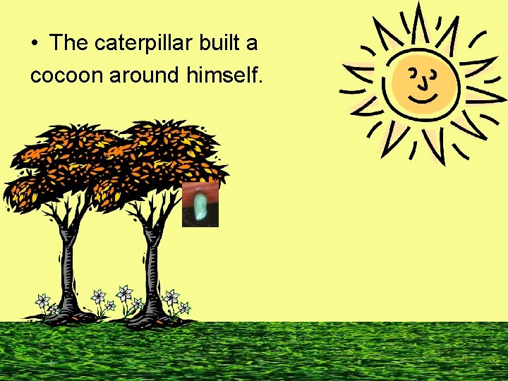  • The caterpillar built a cocoon around himself. 