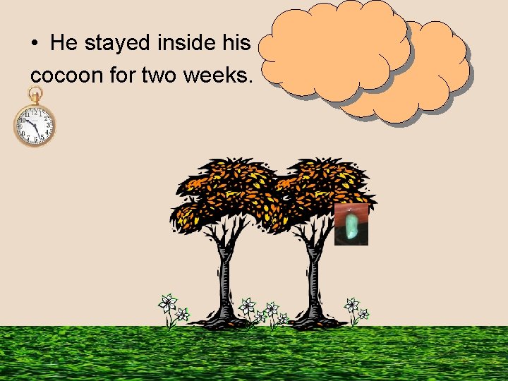  • He stayed inside his cocoon for two weeks. 