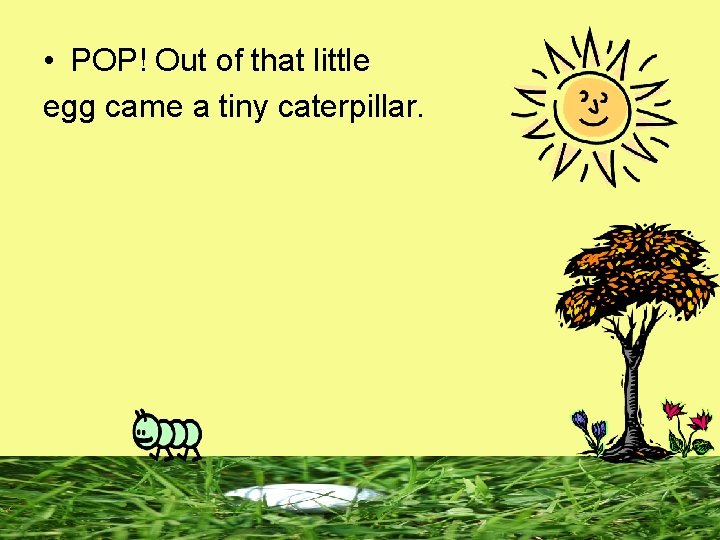  • POP! Out of that little egg came a tiny caterpillar. 