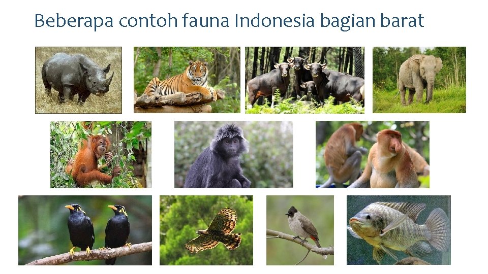 Beberapa contoh fauna Indonesia bagian barat 