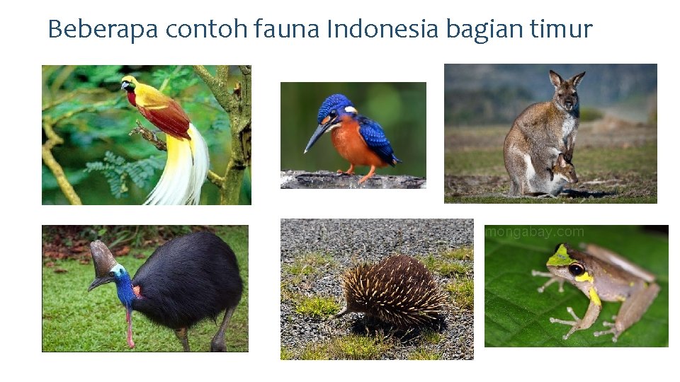 Beberapa contoh fauna Indonesia bagian timur 