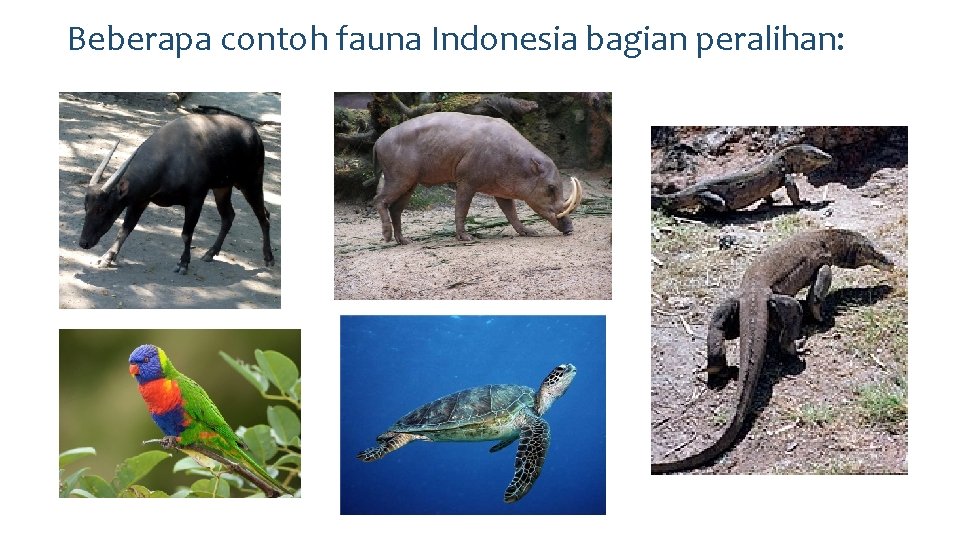 Beberapa contoh fauna Indonesia bagian peralihan: 