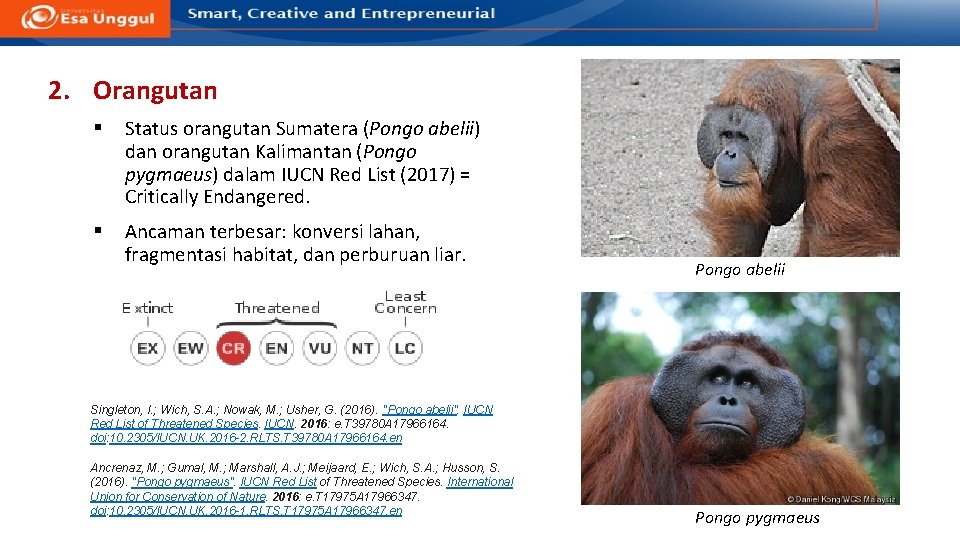 2. Orangutan § Status orangutan Sumatera (Pongo abelii) dan orangutan Kalimantan (Pongo pygmaeus) dalam