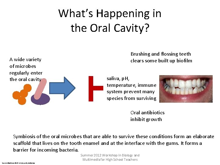 What’s Happening in the Oral Cavity? A wide variety of microbes regularly enter the
