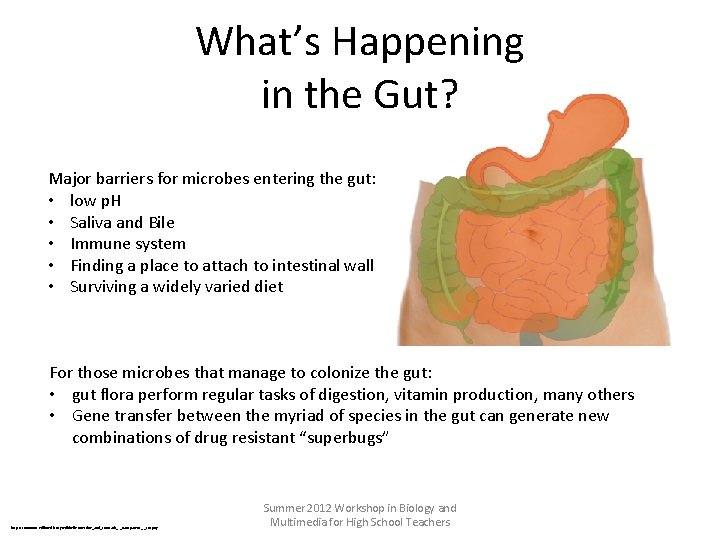 What’s Happening in the Gut? Major barriers for microbes entering the gut: • low
