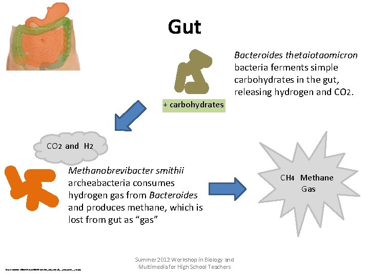 Gut Bacteroides thetaiotaomicron bacteria ferments simple carbohydrates in the gut, releasing hydrogen and CO