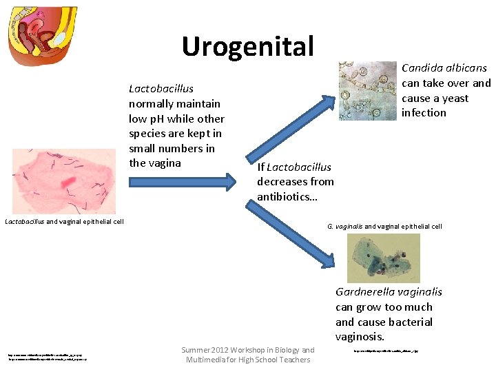 Urogenital Lactobacillus normally maintain low p. H while other species are kept in small