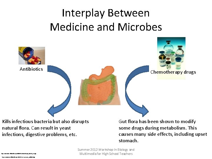 Interplay Between Medicine and Microbes Antibiotics Chemotherapy drugs Kills infectious bacteria but also disrupts