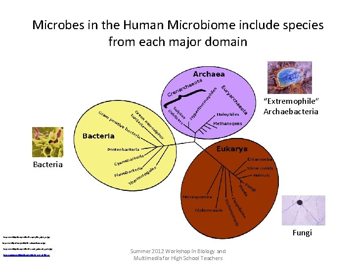 Microbes in the Human Microbiome include species from each major domain “Extremophile” Archaebacteria Bacteria