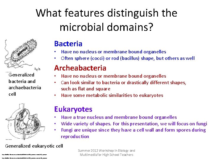 What features distinguish the microbial domains? Bacteria • Have no nucleus or membrane bound