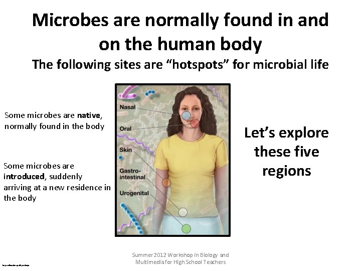 Microbes are normally found in and on the human body The following sites are