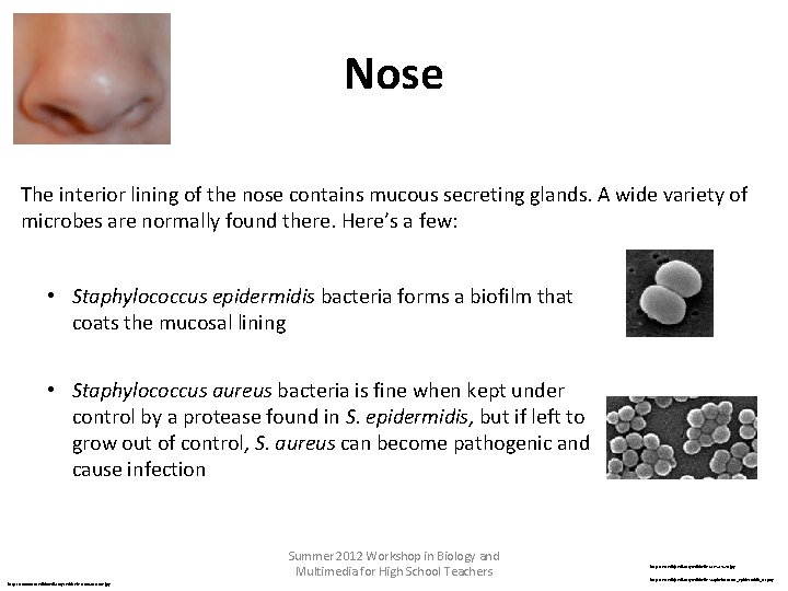 Nose The interior lining of the nose contains mucous secreting glands. A wide variety