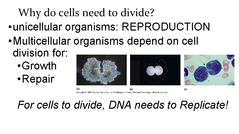 Why do cells need to divide? • unicellular organisms: REPRODUCTION • Multicellular organisms depend