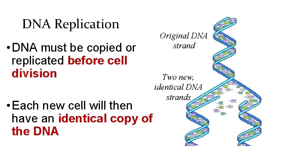 DNA Replication • DNA must be copied or replicated before cell division • Each