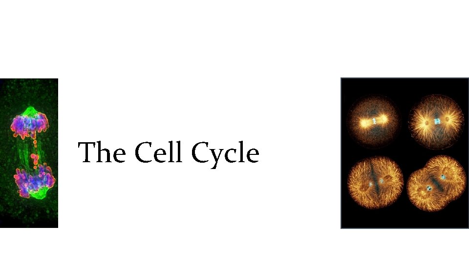 The Cell Cycle 