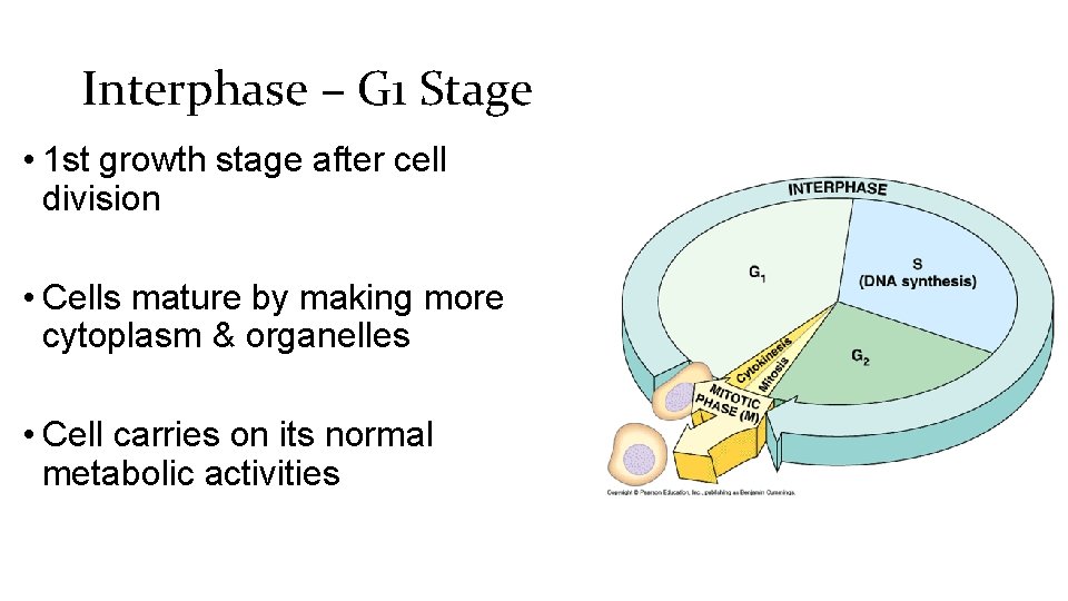 Interphase – G 1 Stage • 1 st growth stage after cell division •