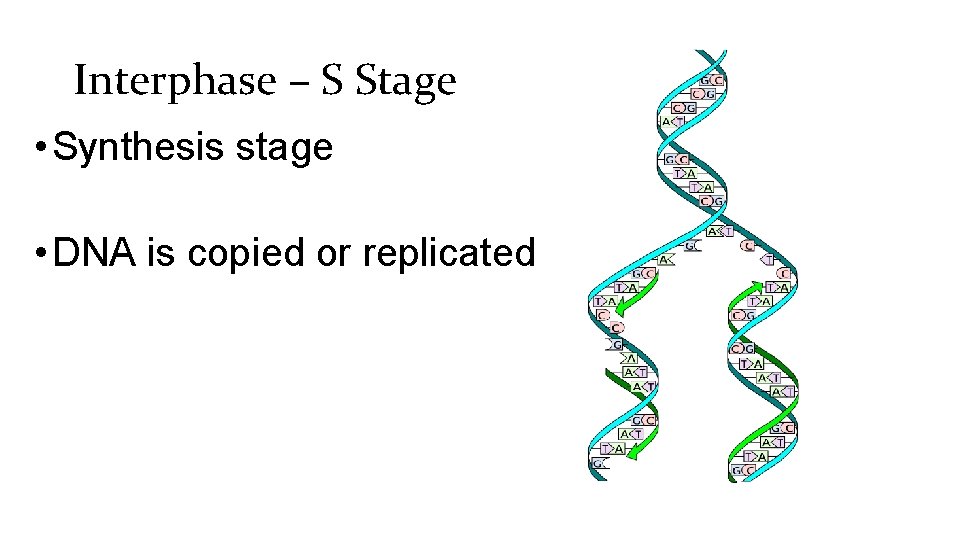 Interphase – S Stage • Synthesis stage • DNA is copied or replicated 