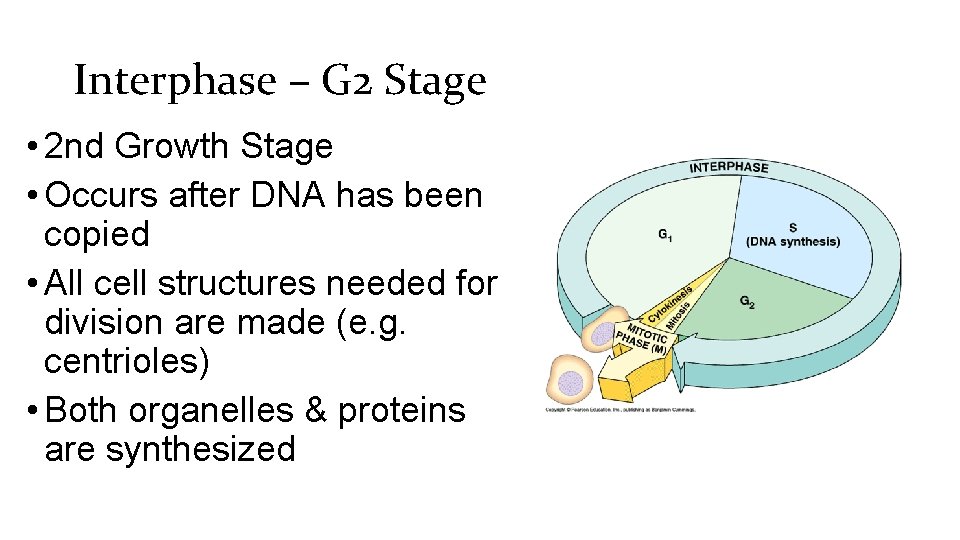 Interphase – G 2 Stage • 2 nd Growth Stage • Occurs after DNA