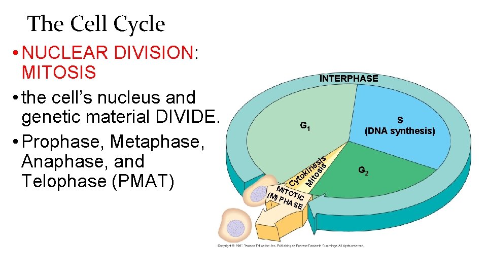 The Cell Cycle INTERPHASE S (DNA synthesis) G 1 s si ito t Cy