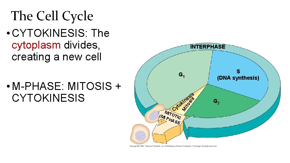 The Cell Cycle • CYTOKINESIS: The cytoplasm divides, creating a new cell INTERPHASE S