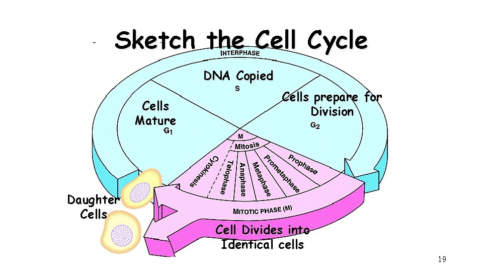 Sketch the Cell Cycle DNA Copied Cells Mature Daughter Cells prepare for Division Cell