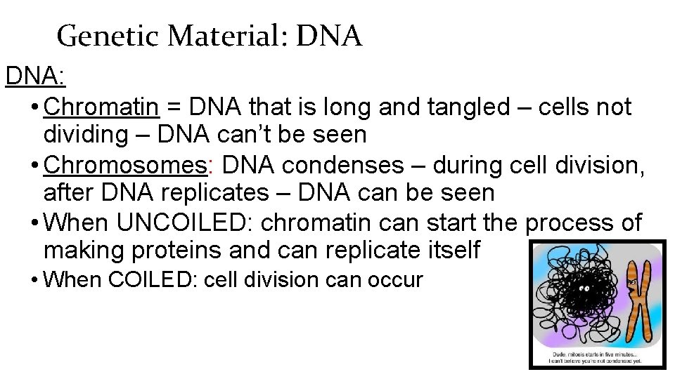 Genetic Material: DNA: • Chromatin = DNA that is long and tangled – cells