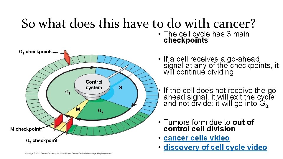 So what does this have to do with cancer? • The cell cycle has