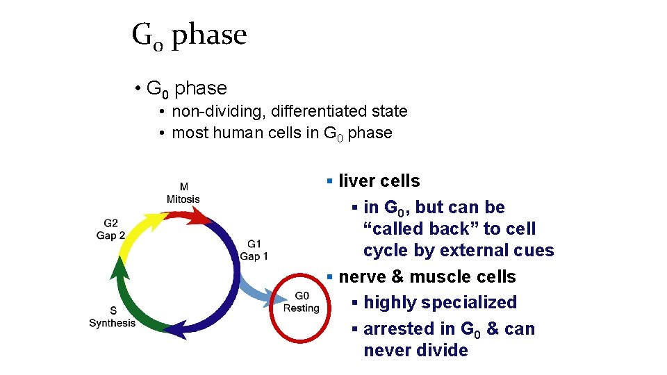 G 0 phase • G 0 phase • non-dividing, differentiated state • most human