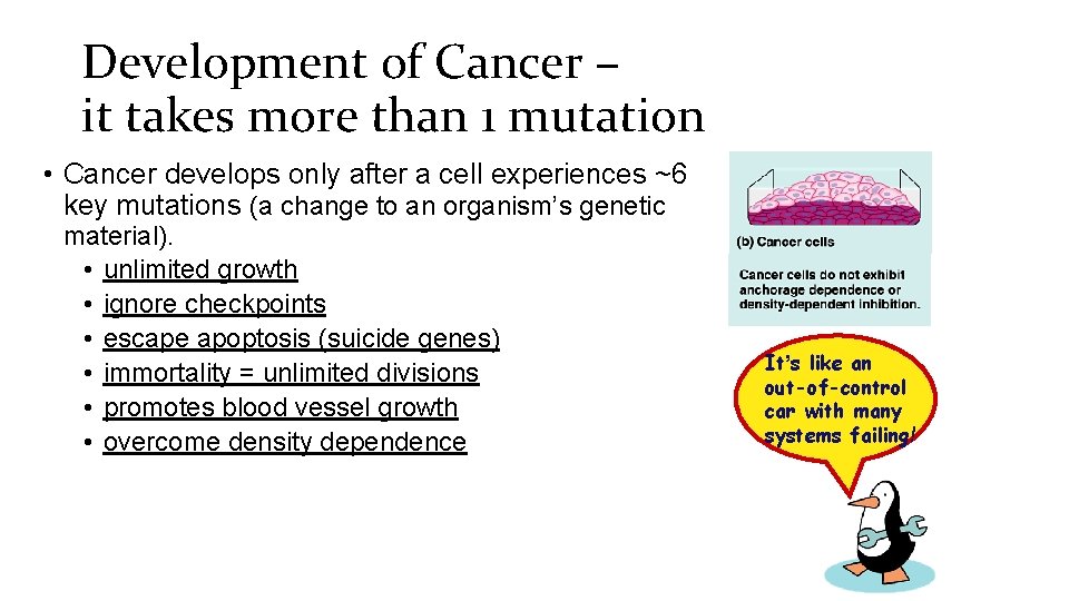 Development of Cancer – it takes more than 1 mutation • Cancer develops only