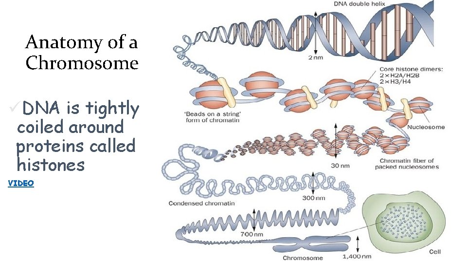Anatomy of a Chromosome üDNA is tightly coiled around proteins called histones VIDEO 