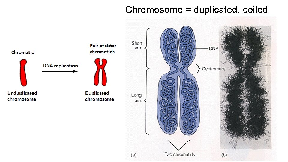 Chromosome = duplicated, coiled DNA CHROMOSOME CENTROMERE CHROMATID 