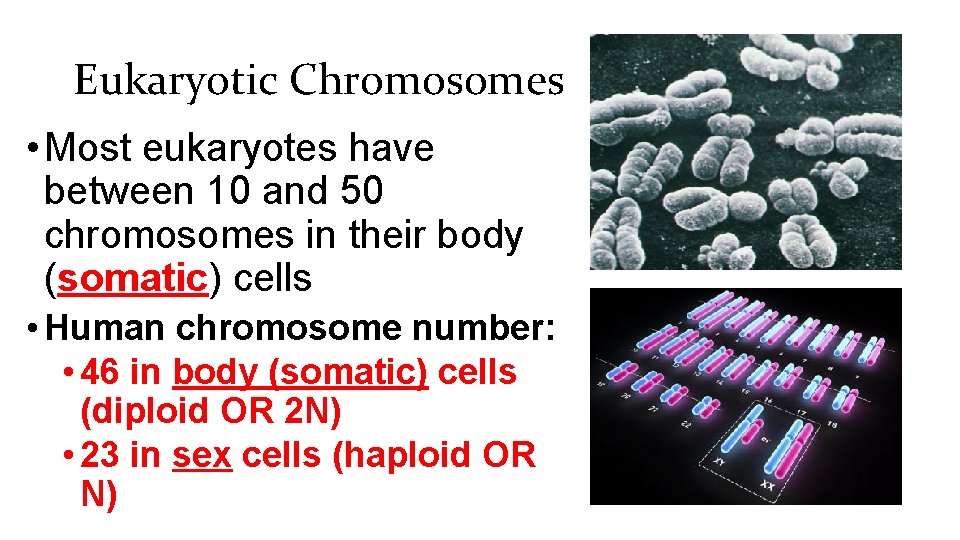 Eukaryotic Chromosomes • Most eukaryotes have between 10 and 50 chromosomes in their body